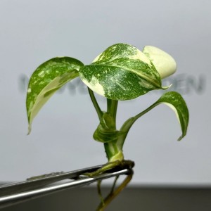 Monstera Deliciosa Thai Constellation Variegated