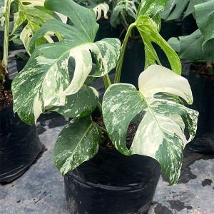 Monstera Deliciosa Thai Constellation Variegated