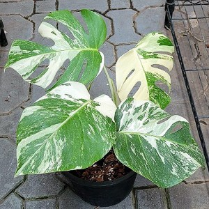 monstera variegata