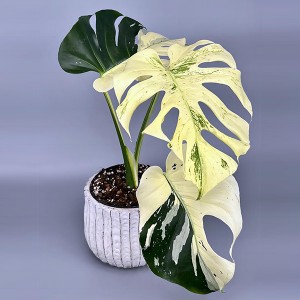 Monstera mint variegated