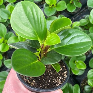 Peperomia obtusifolia |Planta de caucho para bebés