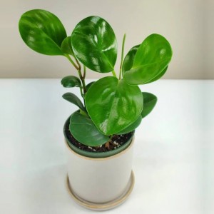 Peperomia Obtusifolia 'Jade' |Lebende Zimmerpflanze