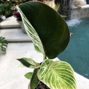 Philodendron Birkin avariegata