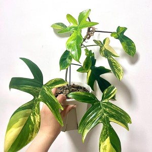 Philodendron Florida Variegata