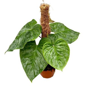 Philodendron Majestic