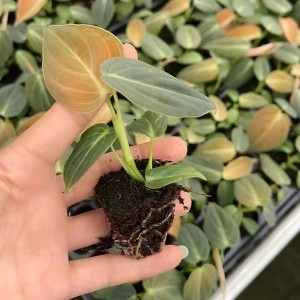 Filodendro Melanochrysum