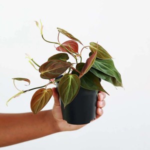 Philodendron Mikan