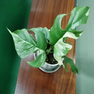 Philodendron Minima varigated