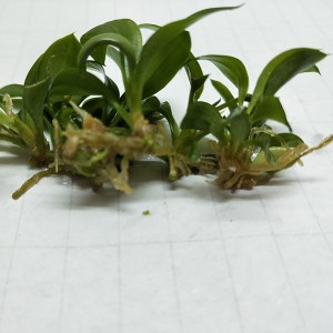 Philodendron Noyau Rouge Congo