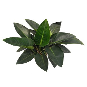Philodendron Rooi Kern Kongo