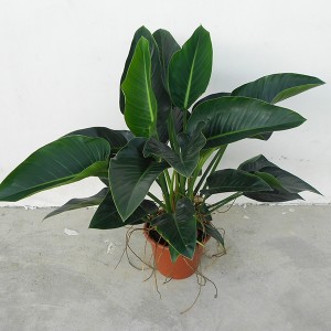 Philodendron Rode Kern Congo