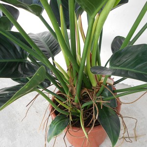 Philodendron Rode Kern Congo