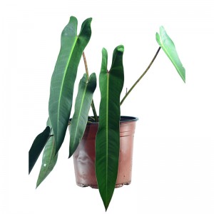 Philodendron Spiritus sancti