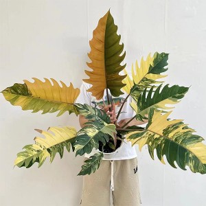 Philodendron caramel Marble varigated