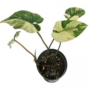 Philodendron mamei varigated