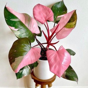 Philodendron Pink Reginae