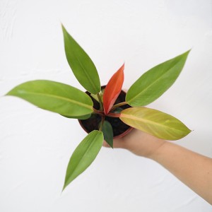 Philodendron Prinses Oranje