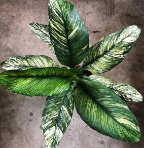 Spathiphyllum floribundum Sensation variegated