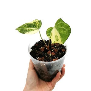 Anthurium clarinervium variegated