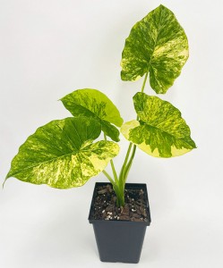 variegatae plantae