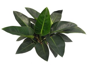 Philodendron Congo Green'