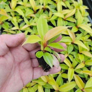 Philodendron Putri Oranye
