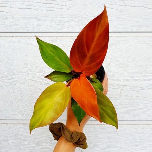 Philodendron Zonrood