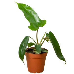 Philodendron 'Vert Floride'