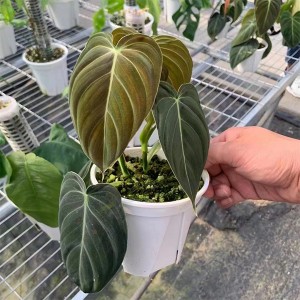 Philodendron mélanochryse