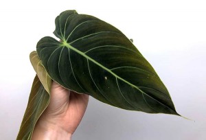 Philodendron mélanochryse