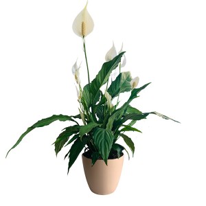 Spathiphyllum peace lily