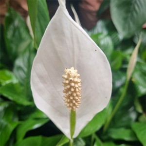 Spathiphyllum 평화 백합